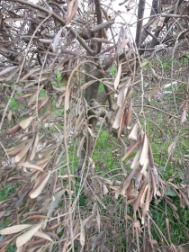 İrfaniye mah.Zeytin Hasar Tesbiti